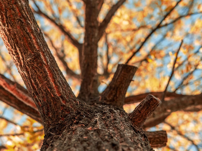 View  of a tree.