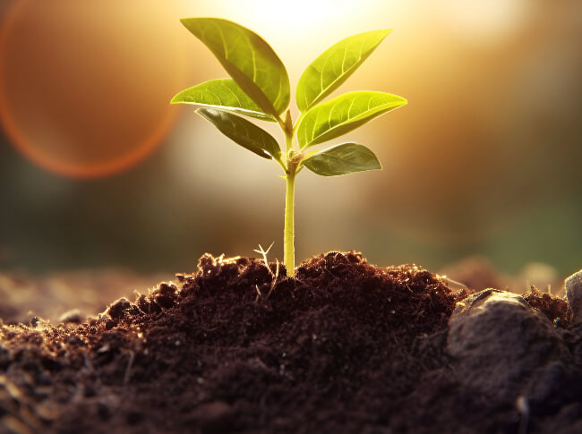 A small plant sprouting out the ground